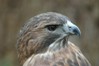 Red-Tailed Hawk